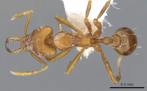 Strumigenys inatos - CASENT0914766