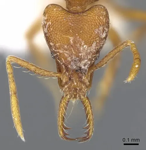 Strumigenys inatos - CASENT0914766