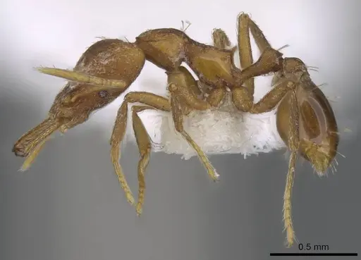 Strumigenys inatos - CASENT0914766