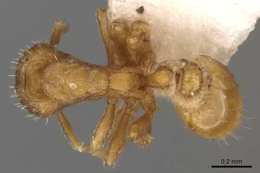 Strumigenys incerta specimen