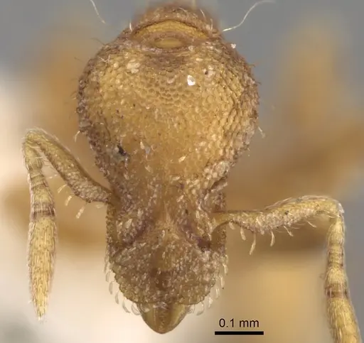 Strumigenys incerta specimen