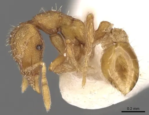 Strumigenys incerta specimen