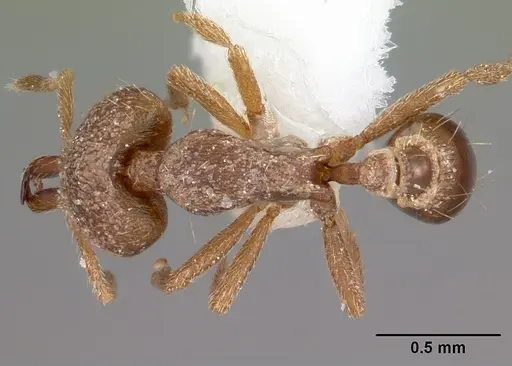 Strumigenys incomposita specimen