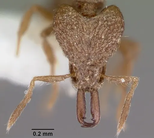 Strumigenys incomposita specimen