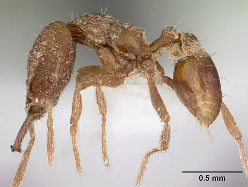 Strumigenys incomposita specimen