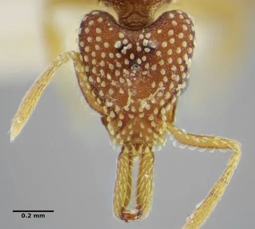 Strumigenys infidelis specimen