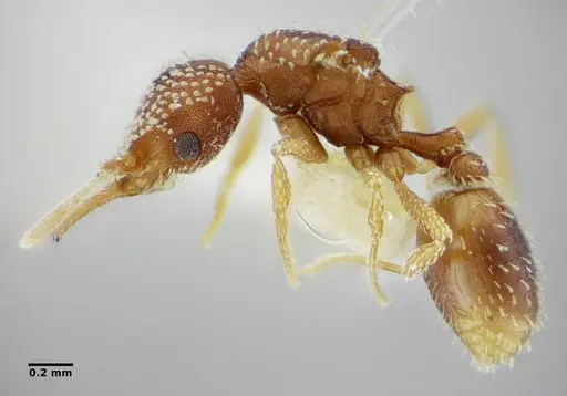 Strumigenys infidelis specimen