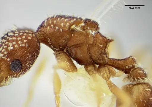 Strumigenys infidelis specimen