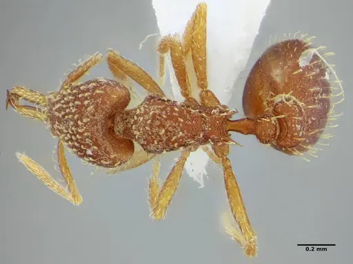 Strumigenys infidelis - ANTWEB1041097