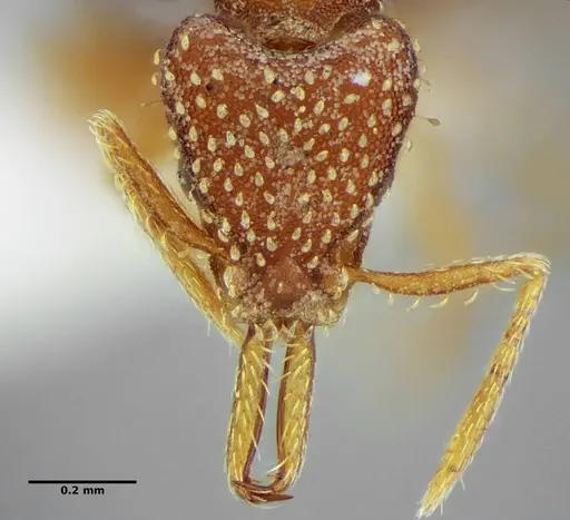 Strumigenys infidelis - ANTWEB1041097