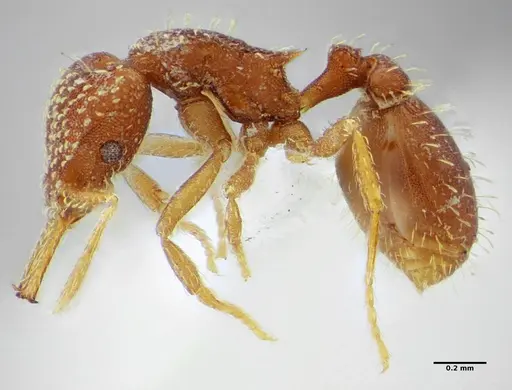 Strumigenys infidelis - ANTWEB1041097