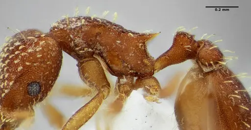 Strumigenys infidelis - ANTWEB1041097