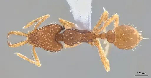 Strumigenys infidelis - ANTWEB1053709