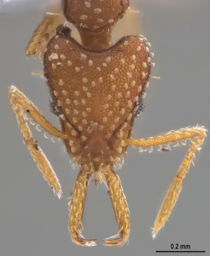 Strumigenys infidelis - ANTWEB1053709