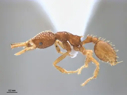 Strumigenys infidelis - ANTWEB1053709