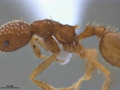 Strumigenys infidelis - ANTWEB1053709