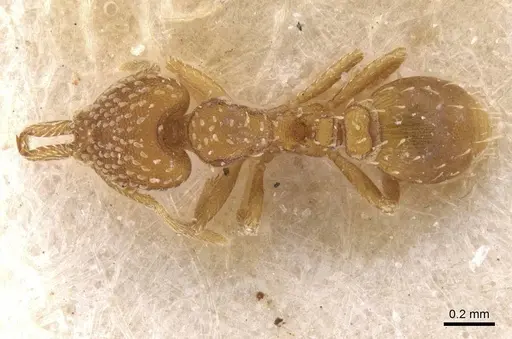 Strumigenys infidelis - CASENT0912858