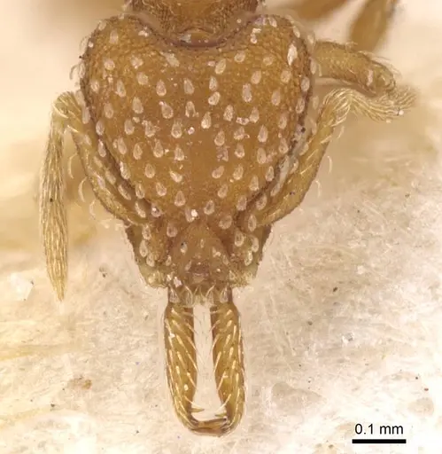 Strumigenys infidelis - CASENT0912858