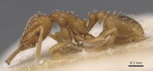 Strumigenys infidelis - CASENT0912858