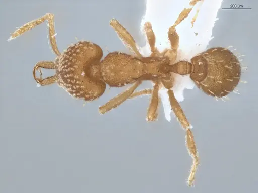 Strumigenys infidelis - ECOFOG-SAV18-0228-05