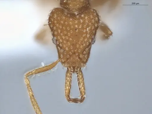 Strumigenys infidelis - ECOFOG-SAV18-0228-05