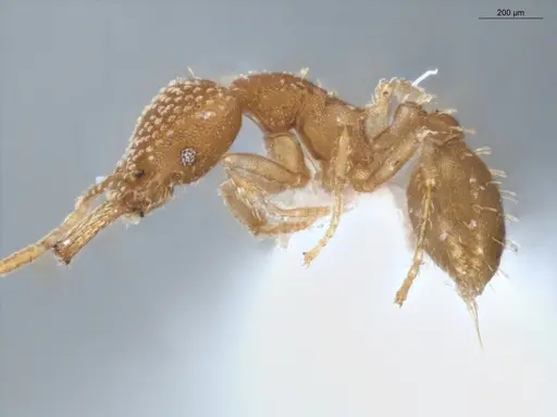 Strumigenys infidelis - ECOFOG-SAV18-0228-05