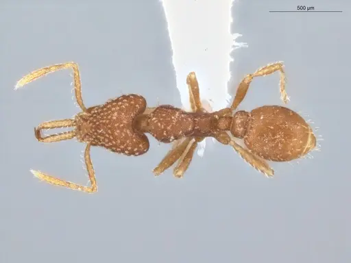 Strumigenys infidelis - ECOFOG-SG17-0066-05