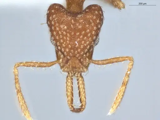 Strumigenys infidelis - ECOFOG-SG17-0066-05