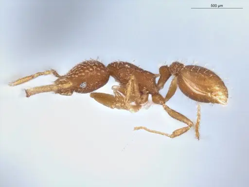 Strumigenys infidelis - ECOFOG-SG17-0066-05