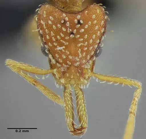 Strumigenys infidelis - UFV-LABECOL-001523