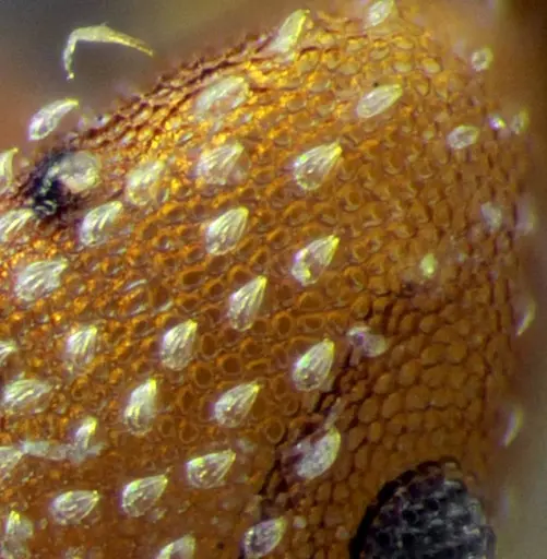 Strumigenys infidelis - UFV-LABECOL-001523