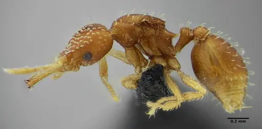 Strumigenys infidelis - UFV-LABECOL-001523