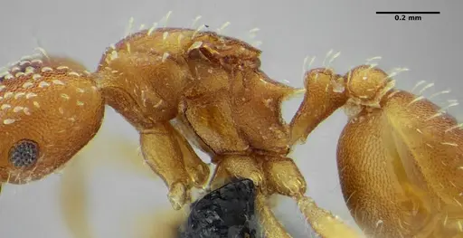 Strumigenys infidelis - UFV-LABECOL-001523