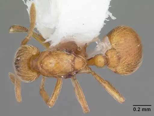 Strumigenys inopina specimen