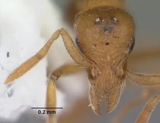 Strumigenys inopina specimen