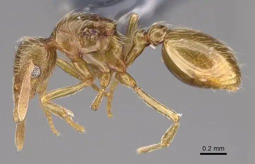 Strumigenys inopina - MEM86434