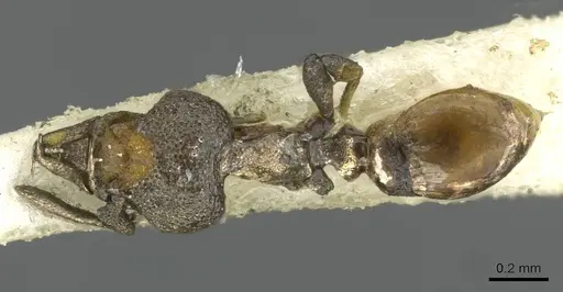 Strumigenys inopinata specimen