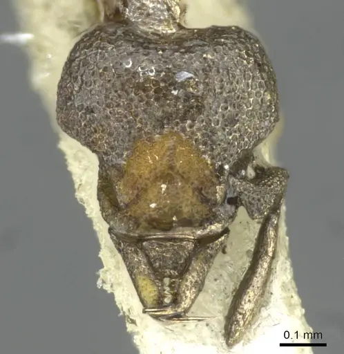 Strumigenys inopinata specimen