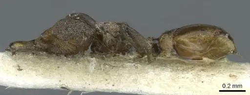 Strumigenys inopinata specimen