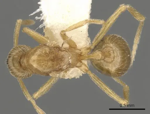 Strumigenys inquilina specimen