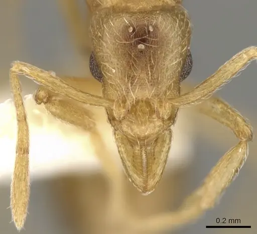 Strumigenys inquilina specimen