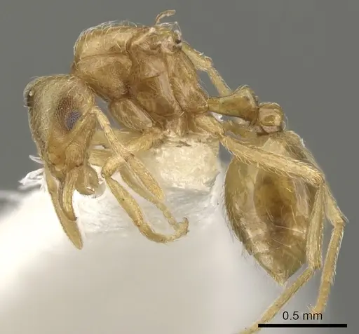 Strumigenys inquilina specimen