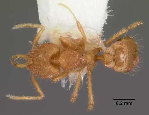 Strumigenys insolita specimen