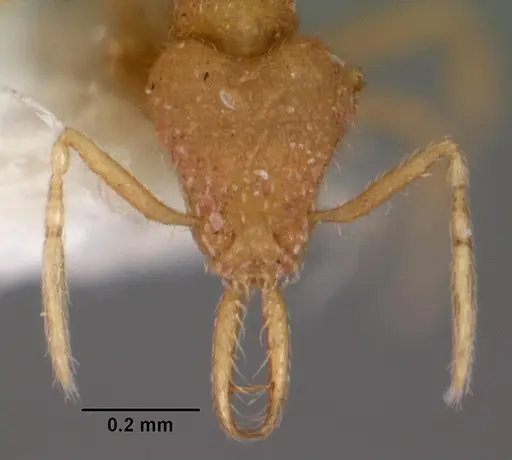 Strumigenys insolita specimen