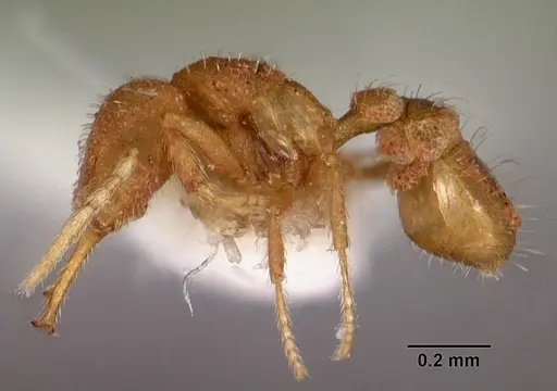 Strumigenys insolita specimen