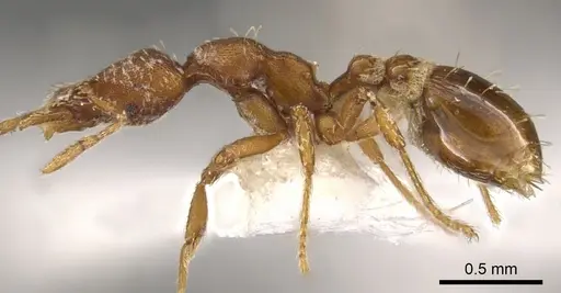 Strumigenys insula specimen