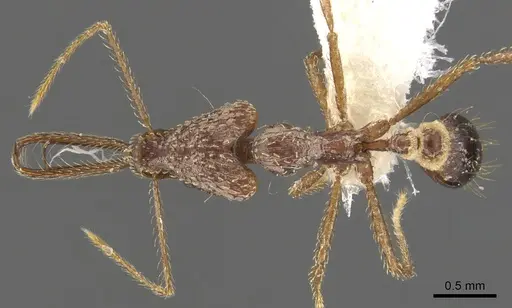 Strumigenys insula - CASENT0900439