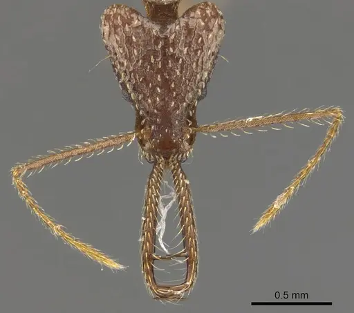 Strumigenys insula - CASENT0900439