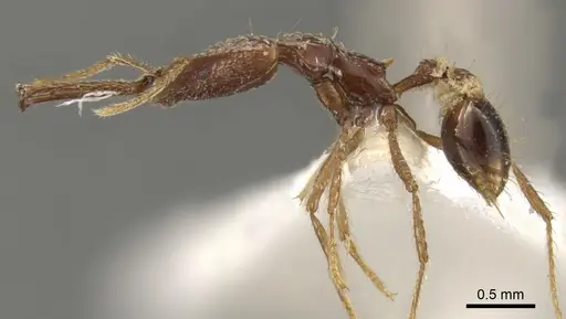 Strumigenys insula - CASENT0900439