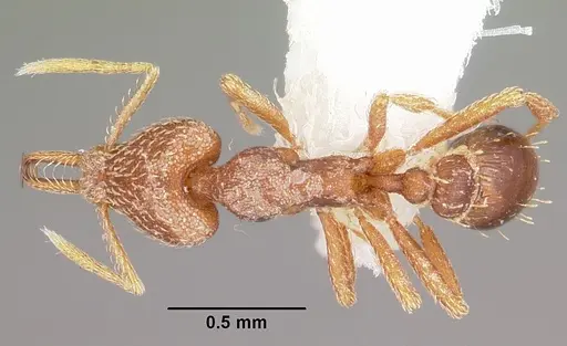 Strumigenys integra specimen